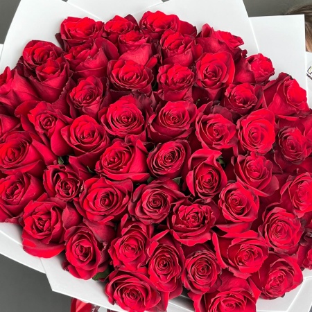 51 красная роза в белой упаковке 091